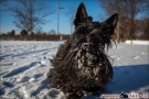 Scottish Terrier Winter 2012/2013