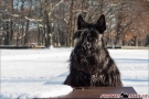 Scottish Terrier Winter 2012/2013