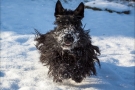 Scottish Terrier Winter 2012/2013
