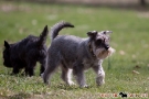 zwergschnauzer-001-8056