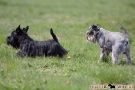 zwergschnauzer-002-8090