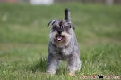 zwergschnauzer-005-8130