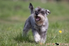 Zwergschnauzer 201004