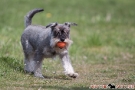 zwergschnauzer-009-8180