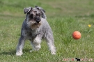 zwergschnauzer-010-8200