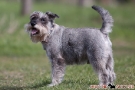 Zwergschnauzer 201004