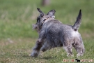 Zwergschnauzer 201004