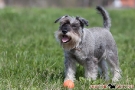 Zwergschnauzer 201004