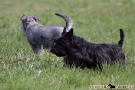 Zwergschnauzer 201004