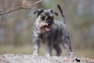 zwergschnauzer-015-8319