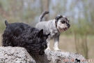 zwergschnauzer-017-8342