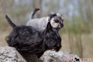 zwergschnauzer-018-8343