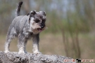 Zwergschnauzer 201004