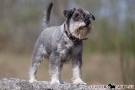 zwergschnauzer-020-8360