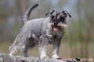 Zwergschnauzer 201004