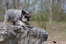 zwergschnauzer-022-8406