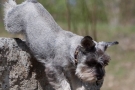 zwergschnauzer-023-8408