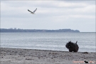 Chasing Sea Gulls