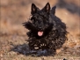 Scottish Terrier Herbst 2011