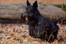 Scottish Terrier Herbst 2011