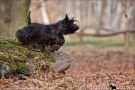 Scottish Terrier Herbst 2011