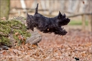 Scottish Terrier Herbst 2011