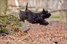 scottish-terrier_herbst_5529-1