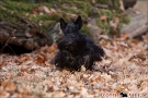 Scottish Terrier Herbst 2011