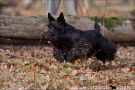 Scottish Terrier Herbst 2011