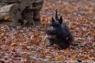 scottish-terrier_herbst_5736