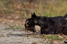 scottish-terrier_herbst_5903-1