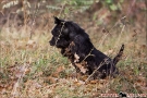 scottish-terrier_herbst_5930