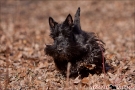 scottish-terrier_herbst_6154