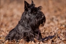 scottish-terrier_herbst_6200