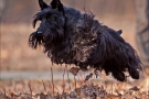 scottish-terrier_herbst_6463-1