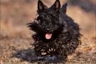 scottish-terrier_herbst_6544-1-1