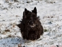 Scottish Terrier Winter 2012