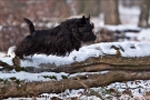 Scottish Terrier Winter 2012