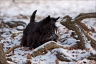 Scottish Terrier Winter 2012