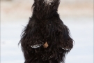 Scottish Terrier Winter 2012