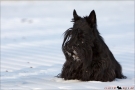 Scottish Terrier Winter 2012