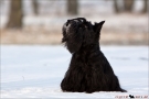 Scottish Terrier Winter 2012