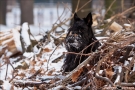 Scottish Terrier Winter 2012