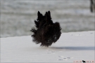 Scottish Terrier Winter 2012