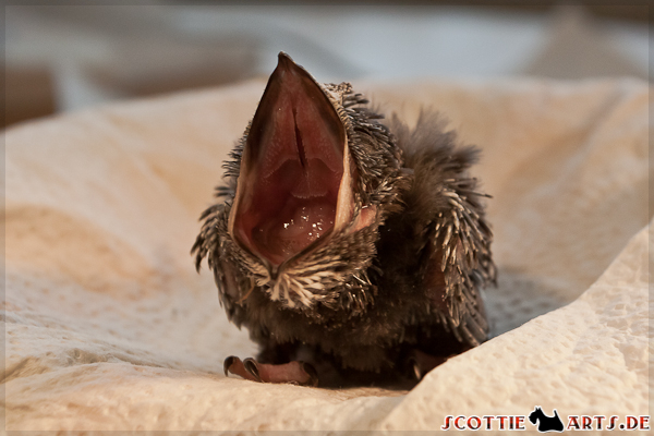 Riesen-Rachen: Mauersegler-Jungvögel haben einen größeren Schnabel als man denkt