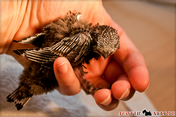 Mauerseglerküken sieht aus wie ein kleiner Raubvogel