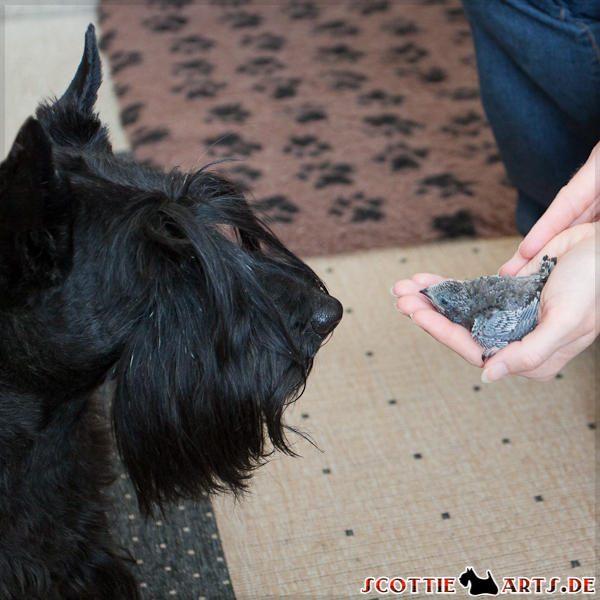 Scottish Terrier Hündin Dickie wirft einen kurzen Blick auf den kleinen Mauersegler-Findling ;-)