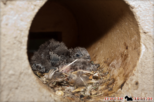 Unser kleiner Mauersegler in seinem neuen Nest mit 2 ca. 10 Tage alten Vogel-Kumpanen